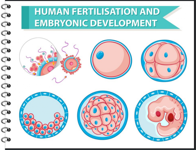 Midstream LH Ovulation Rapid Test Qualitative Detection Luteinizing Hormone Urine Test